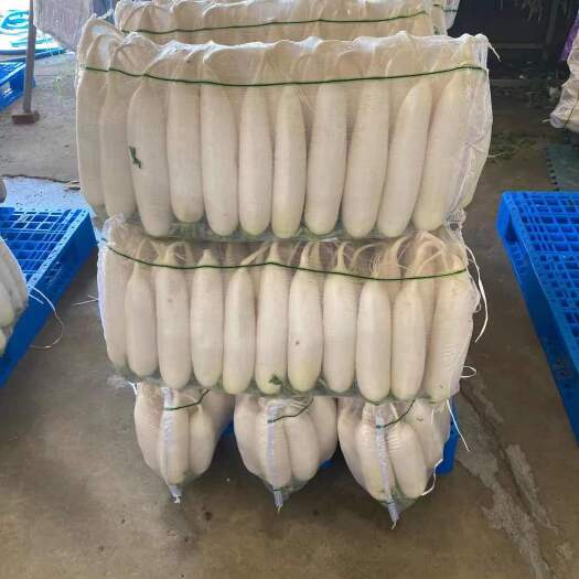 永清县精品白萝卜