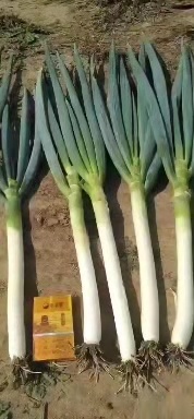 开原市 铁杆大葱下来