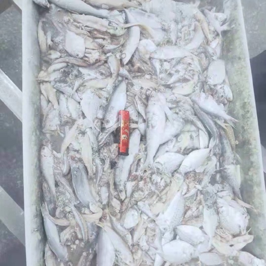 阳江 饲料鱼出售
