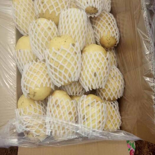 滕州市荷兰土豆  大量出售荷兰15土豆冷库货，3级货。