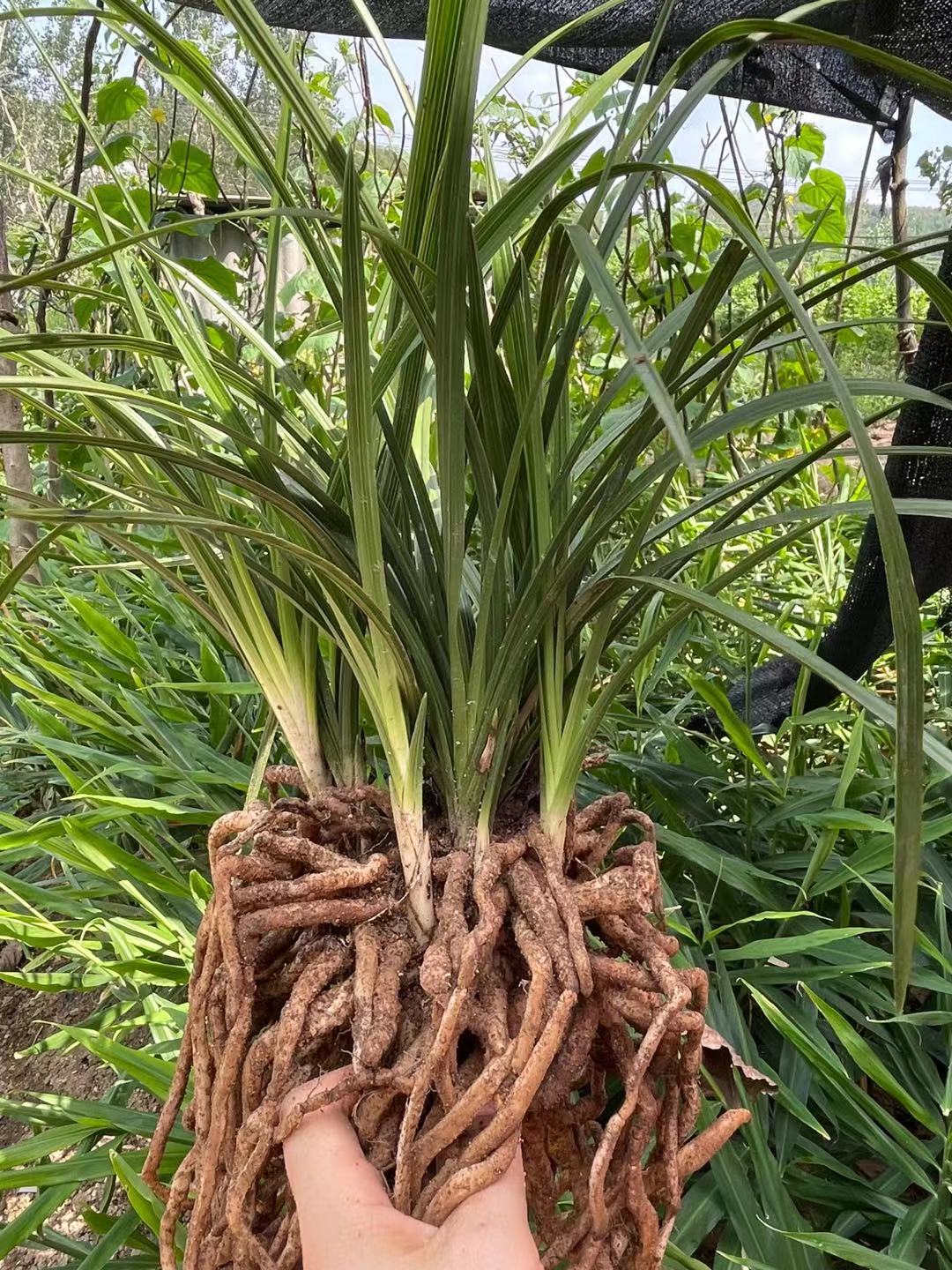 随县大花惠兰  四年以上的浓香型惠兰5－8苗适合客厅阳台办公场