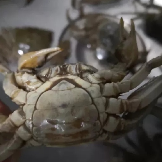 上海大闸蟹  崇明螃蟹