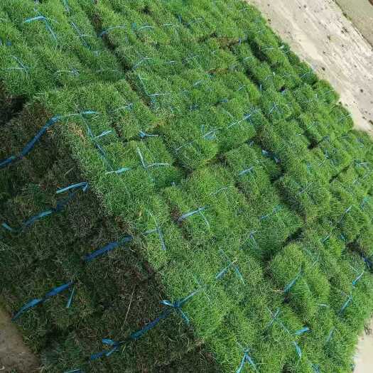 佛山草块草卷