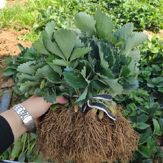 泰安章姬草莓苗  甜宝草莓苗  优质脱毒草莓苗，基地直发  保证品种