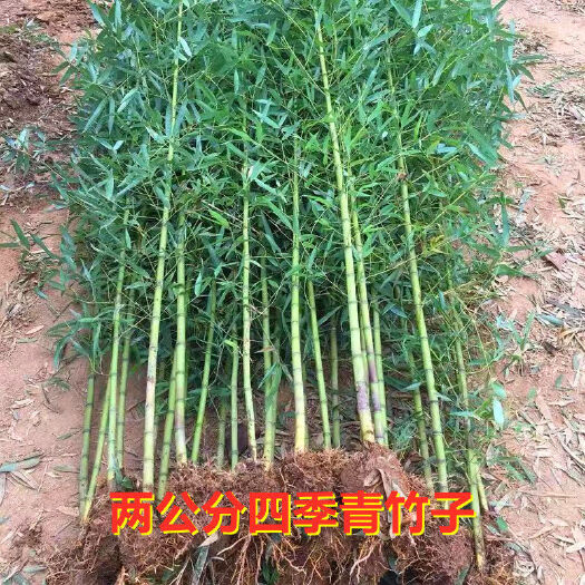 沭阳县淡竹 竹子苗竹苗庭院盆栽绿化紫竹青竹金镶玉绿化黄金竹罗汉竹四季常青