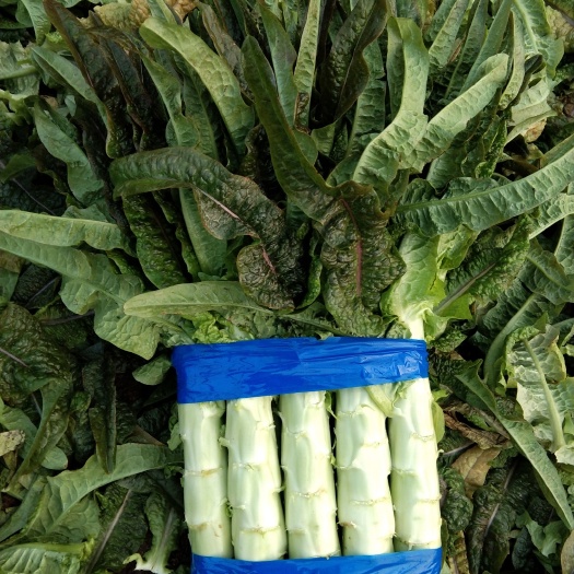 郯城县万亩紫叶香莴苣大量上市【质量保证】