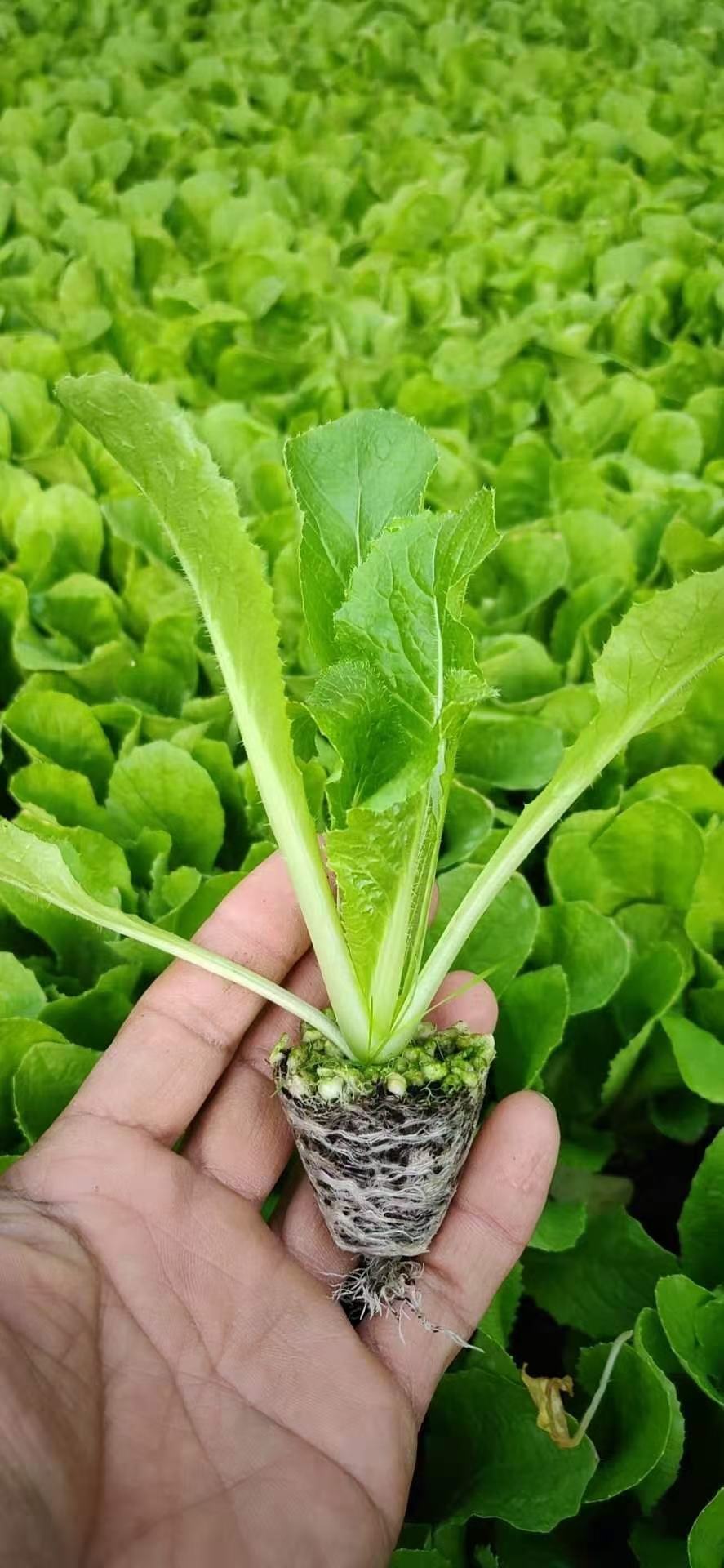黄心白菜苗泽鸿黄芯白菜苗