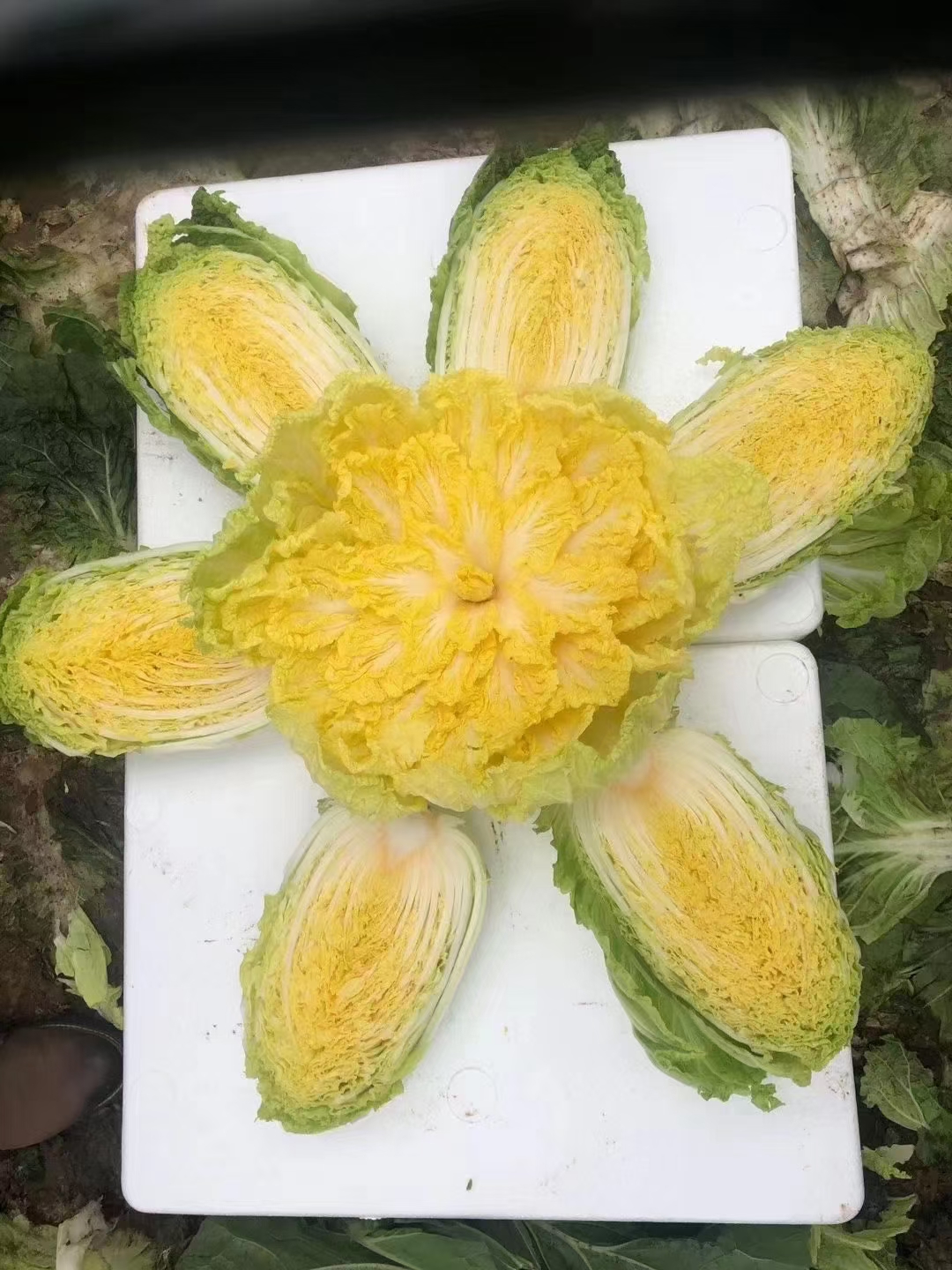 黄心白菜苗泽鸿黄芯白菜苗