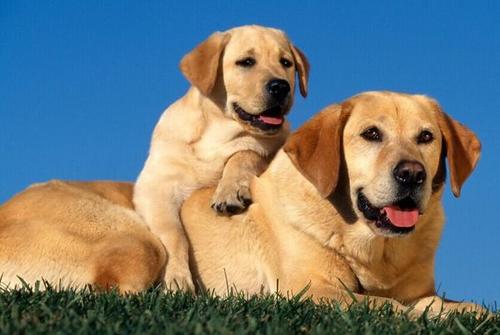 拉布拉多犬 拉布拉多。性格温和，聪明听话！用于导盲犬搜救犬。