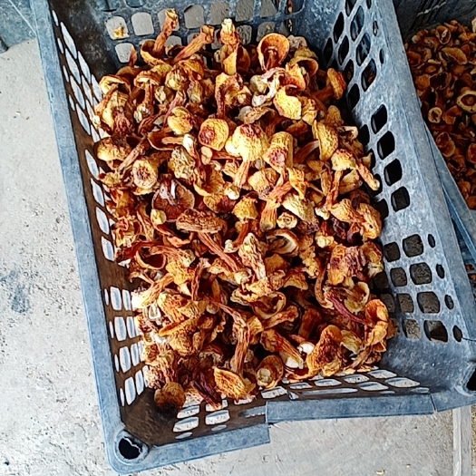龙陵县 云南姬松茸。菇色好。个头匀称。按需分拣。货品按等级出货