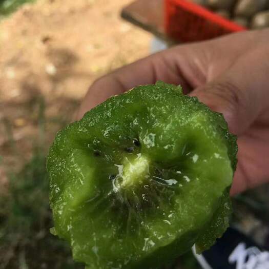淄博 博山碧玉猕猴桃
