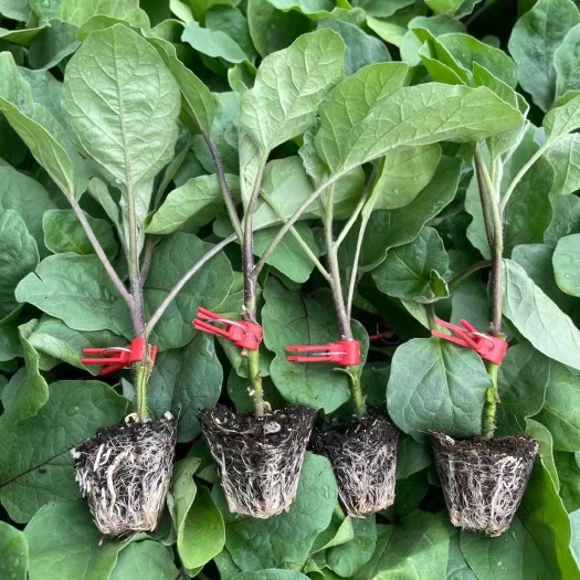 寿光市嫁接茄子苗(紫把绿把长茄，圆茄，绿茄，烧烤茄等品种齐全)