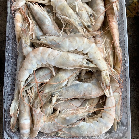 福州白对虾批发虾30/40 40/50 50/60 虾批发