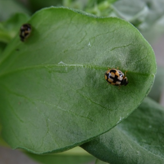 北京生物防治虫 捕食螨 龟纹新款瓢虫防治果蔬园林作物上的蚜虫