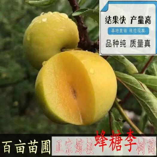 长沙蜂糖李树苗 新品种脱骨李子苗嫁接蜂糖李冰糖李子苗南北方种植果树苗当年结果