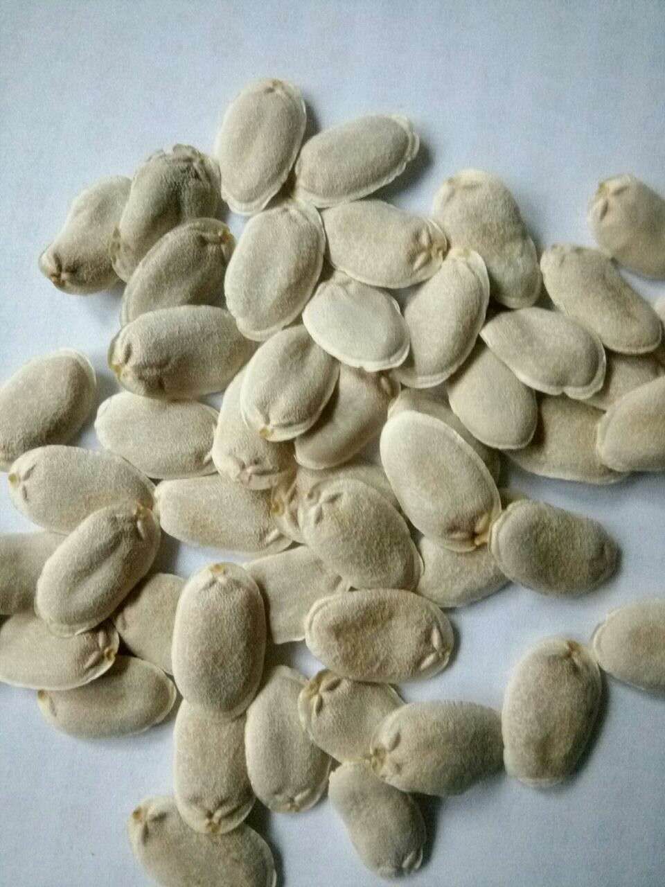 丝瓜种子  观赏长， 观赏食用长