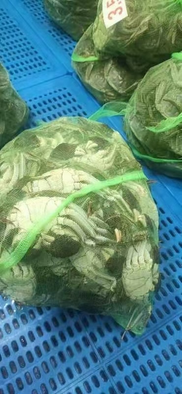 兴化市大闸蟹35公
