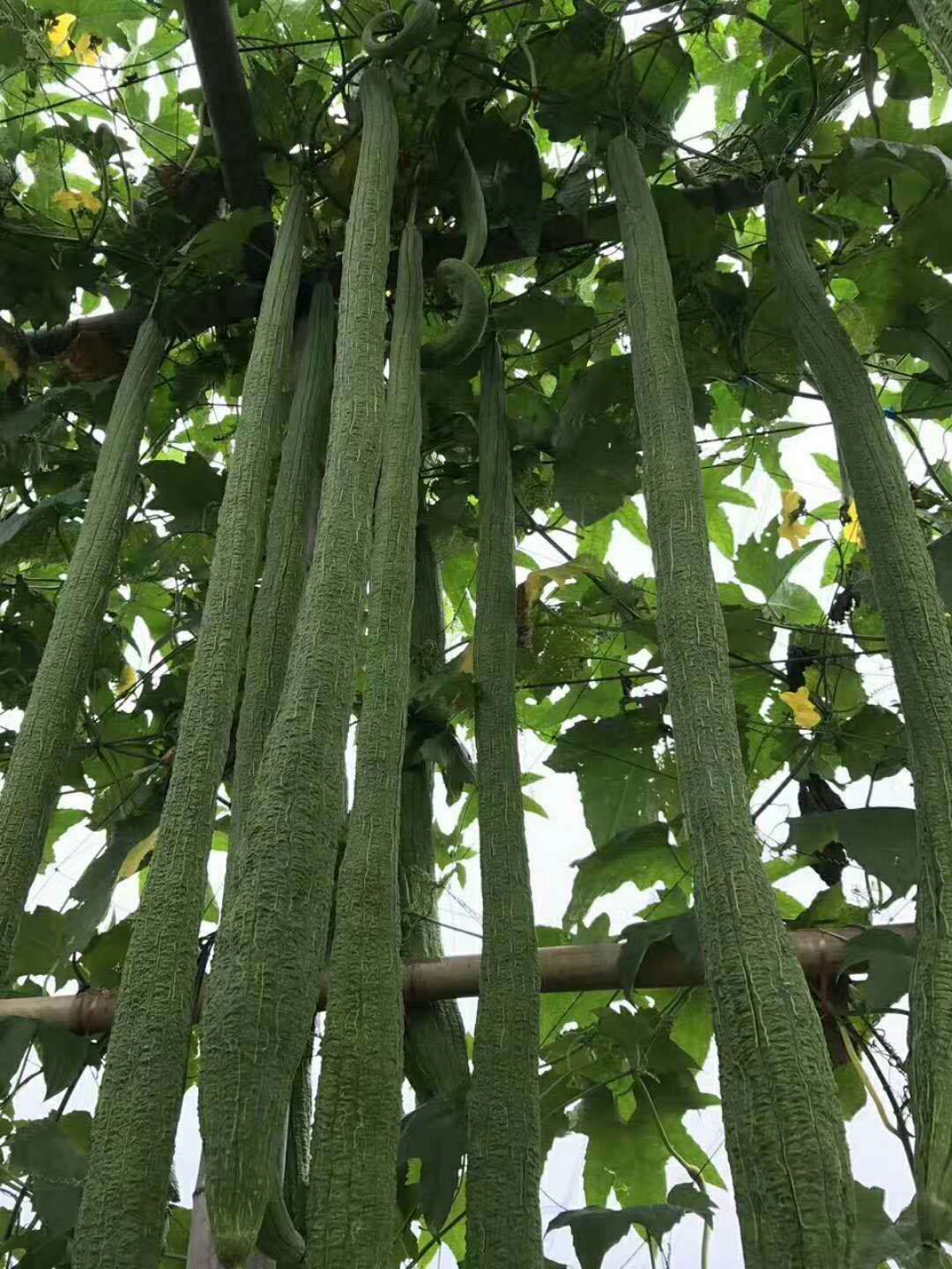 丝瓜种子  观赏长， 观赏食用长