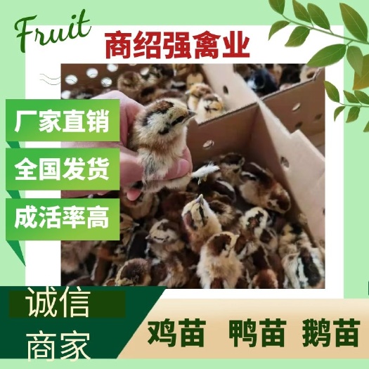 泸州鸡苗，青脚麻，五黑鸡苗，快大型乌鸡，可大量发种蛋。