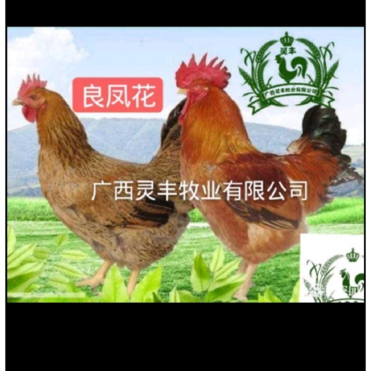 南宁良凤花鸡苗公可长12斤 母可长7斤