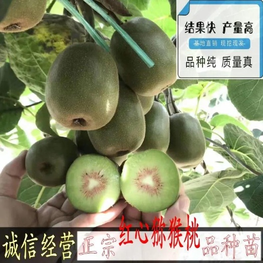 长沙苍溪红心猕猴桃苗 新品种特大红心猕猴桃树苗楚红红阳猕猴桃树苗南北方种植当年结果