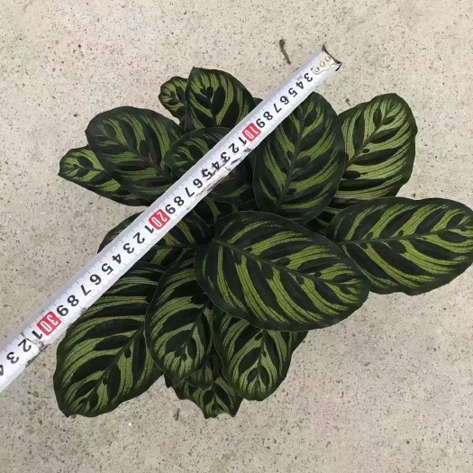 孔雀竹芋 