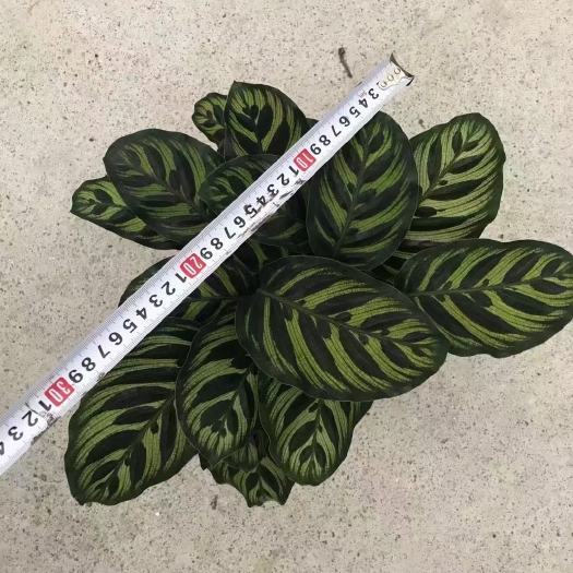 孔雀竹芋