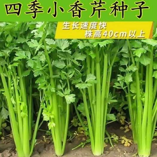 沭阳县四季播小香芹种子苗四季种庭院阳台蔬菜种籽香味浓细芹菜种孑盆栽