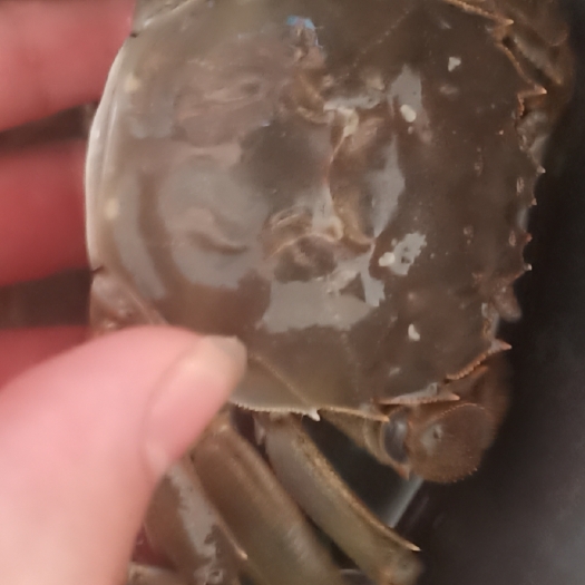 湘阴县 洞庭大闸蟹
