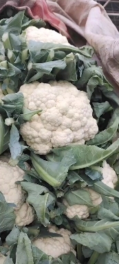 白花菜花 适中 河北省邯郸市永年区 2~3斤
