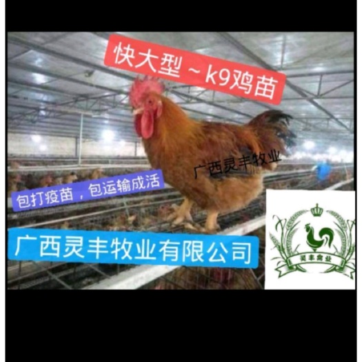 南宁K9鸡苗 灰羽k9、882/k9，901新广鸡苗