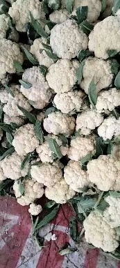聊城白花菜花  机花