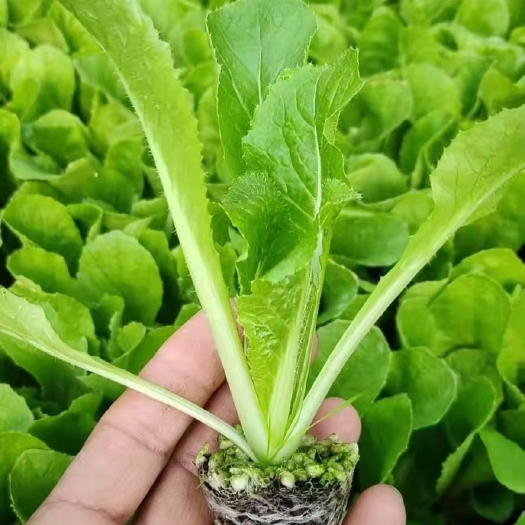 黄心白菜苗