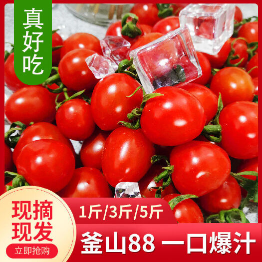 莘县釜山88圣女果  现摘小番茄，千禧柿子，圆粉贝贝