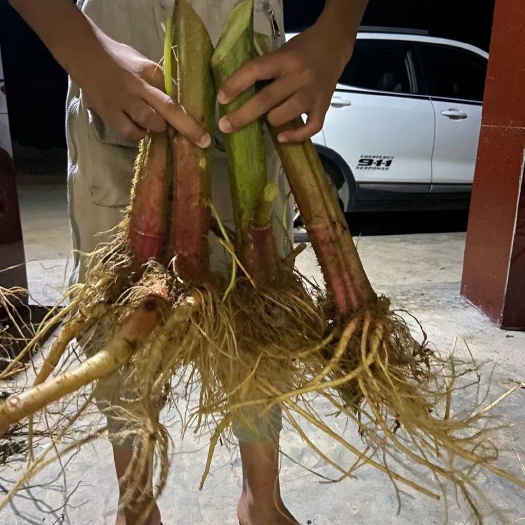 佛山红苋菜  刺苋菜头，大量现货，广东省特产。