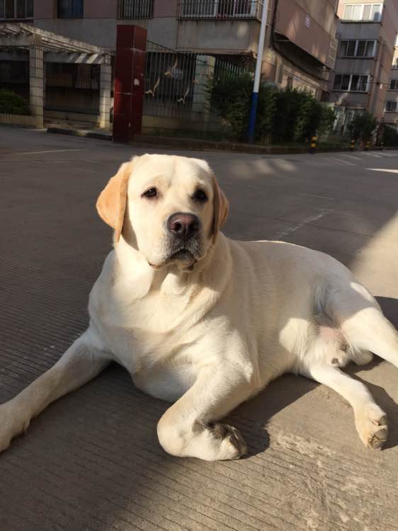 拉布拉多犬 拉布拉多。性格温和，聪明听话！用于导盲犬搜救犬。