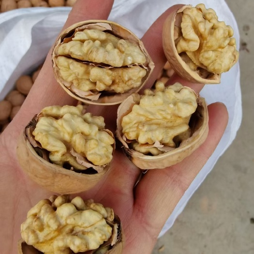 阿克苏市新疆阿克苏纸皮核桃185,手轻轻一捏就破，欢迎洽谈!大量从优