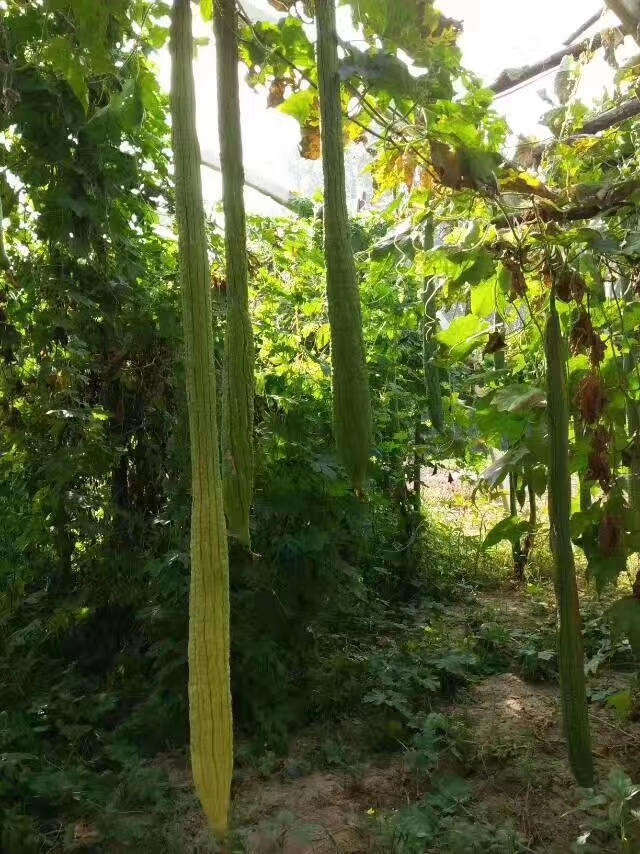 丝瓜种子  观赏长， 观赏食用长