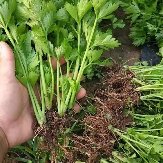 芹菜苗 皇后芹菜苗 穴盘芹菜苗 地拔芹菜苗 美国西芹批发现苗