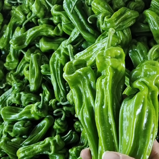 费县大量供应芜湖薄皮椒产地直供代办代发全国