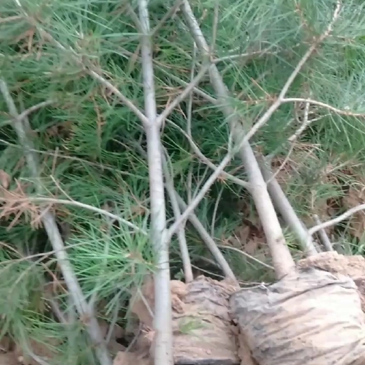 临猗县白皮松 世青苗木