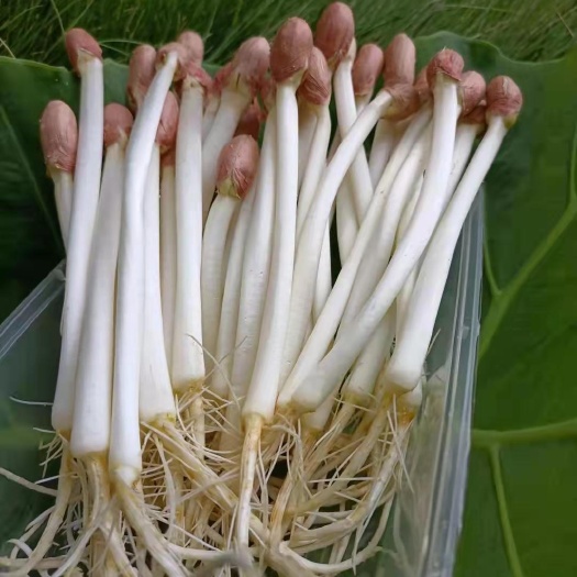 長期批發(fā)供應(yīng)花生芽20斤起定
