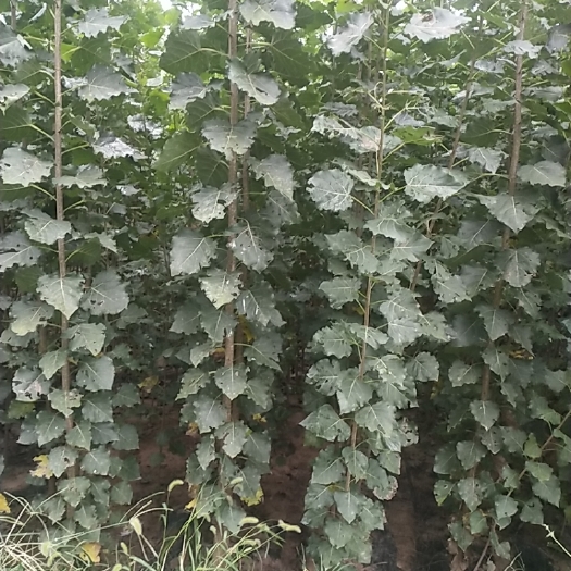 济源市 107速生杨树苗，生长周期短。大量现货。