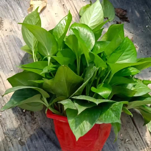 180绿萝盆栽植物花卉室内绿植吸甲醛水培吊兰净化空气大绿箩基