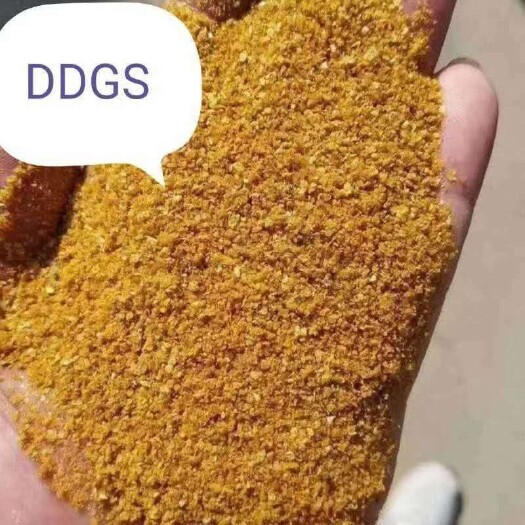 石家庄酒糟 玉米高蛋白饲料DDGS