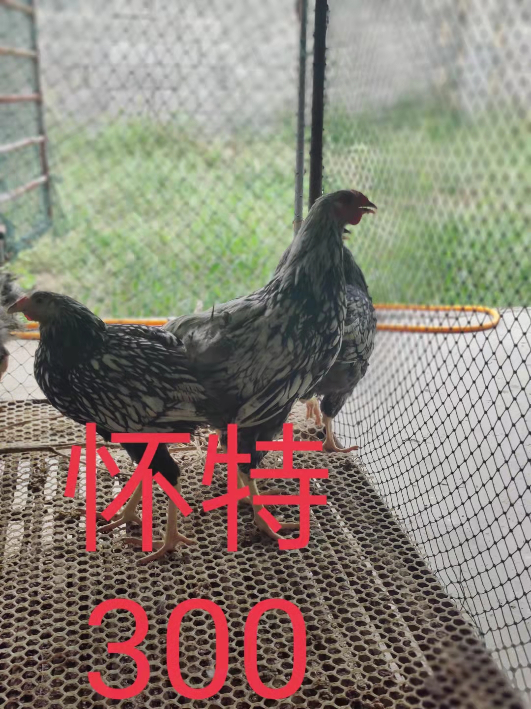 青铜尼古拉贝蒂娜火鸡脱温苗活体半大鸡雏出壳鸡包打疫苗厂家直销
