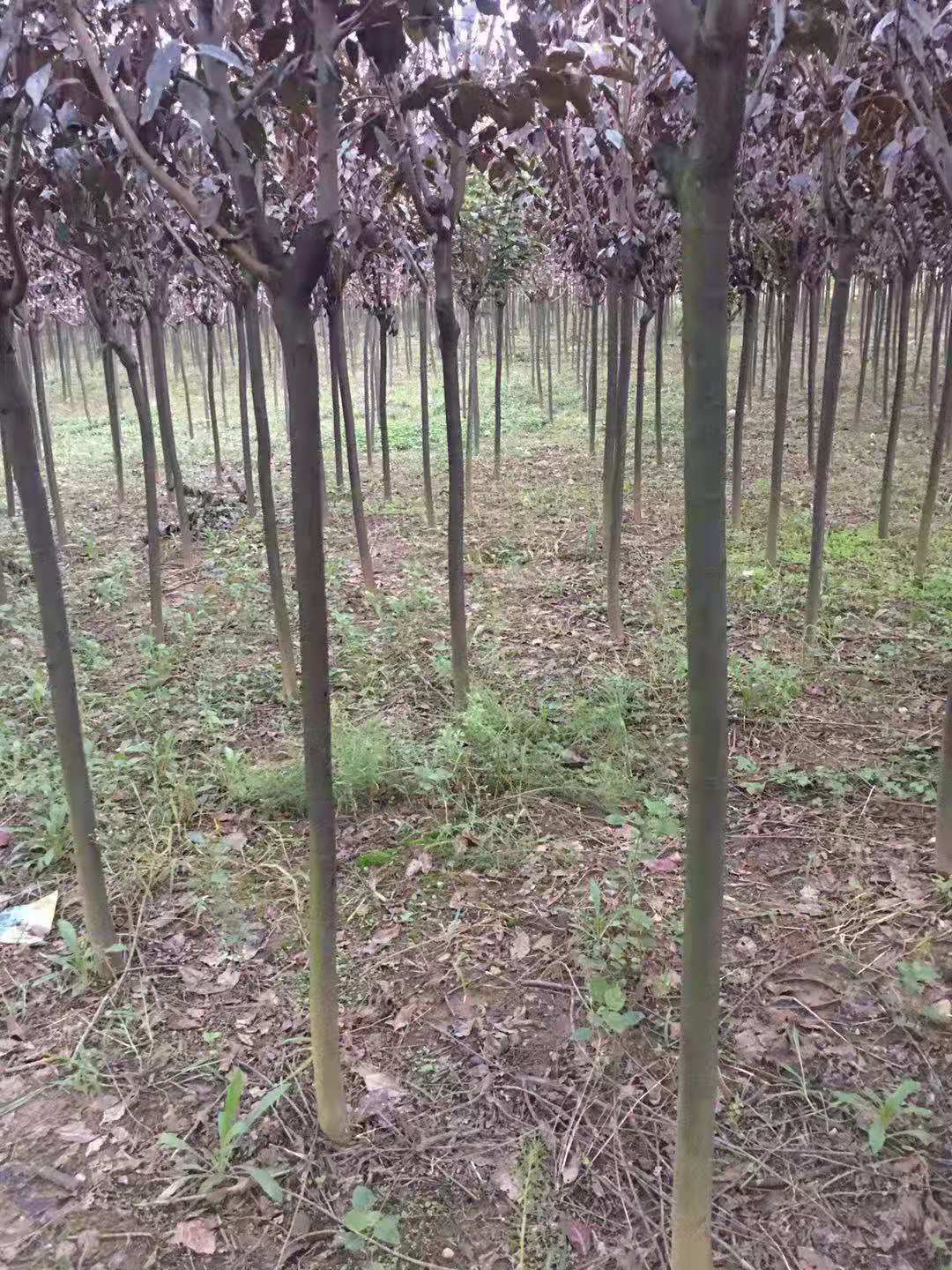 陕西5公分红叶李批发 周至精品4-8公分红叶李基地价格