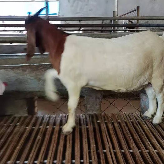 邹城市波尔山羊纯公