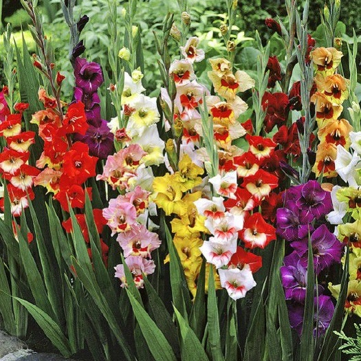 沭阳县唐菖蒲种球，剑兰种球，四季易种多年生花园地栽阳台盆栽花卉球