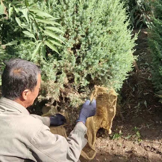 土右旗塔柏树苗 桧柏